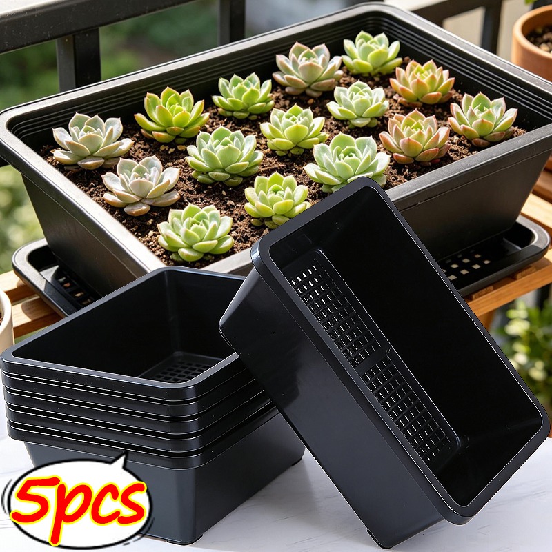 Succulent Plants Seedling Tray - Echeveria Succulent 评论和价格