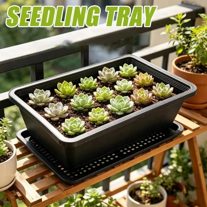 Succulent Plants Seedling Tray - Echeveria Succulent 评论和价格