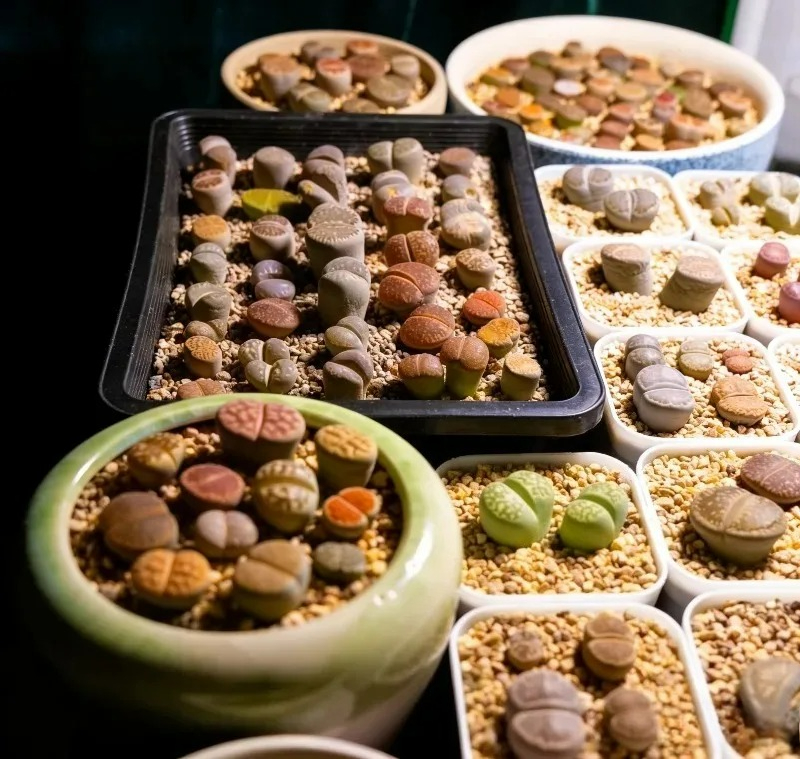 Succulent Plants Seedling Tray - Echeveria Succulent 评论和价格
