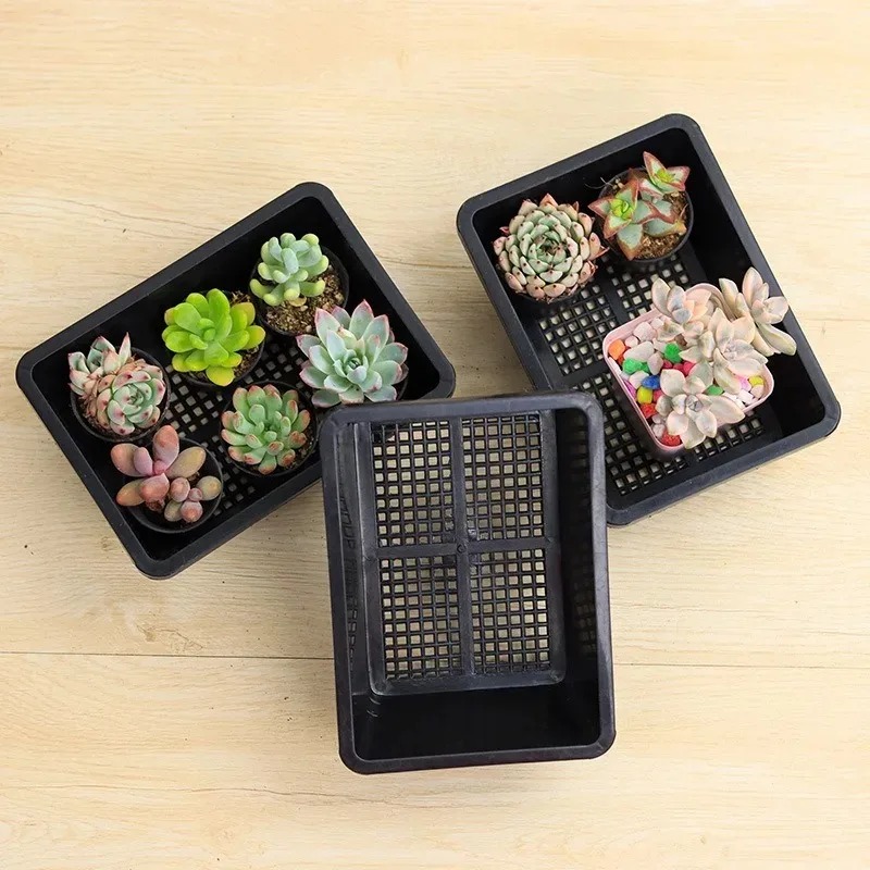 Succulent Plants Seedling Tray - Echeveria Succulent 评论和价格
