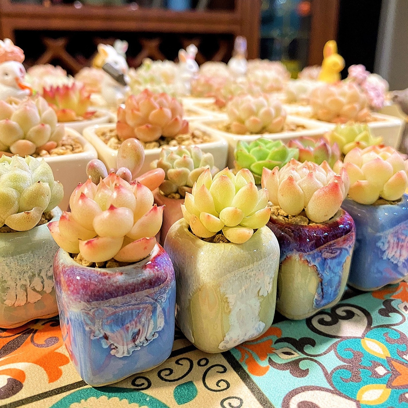 10Pcs Mini Ceramics Fowerpot M - Echeveria Succulent 评论和价格