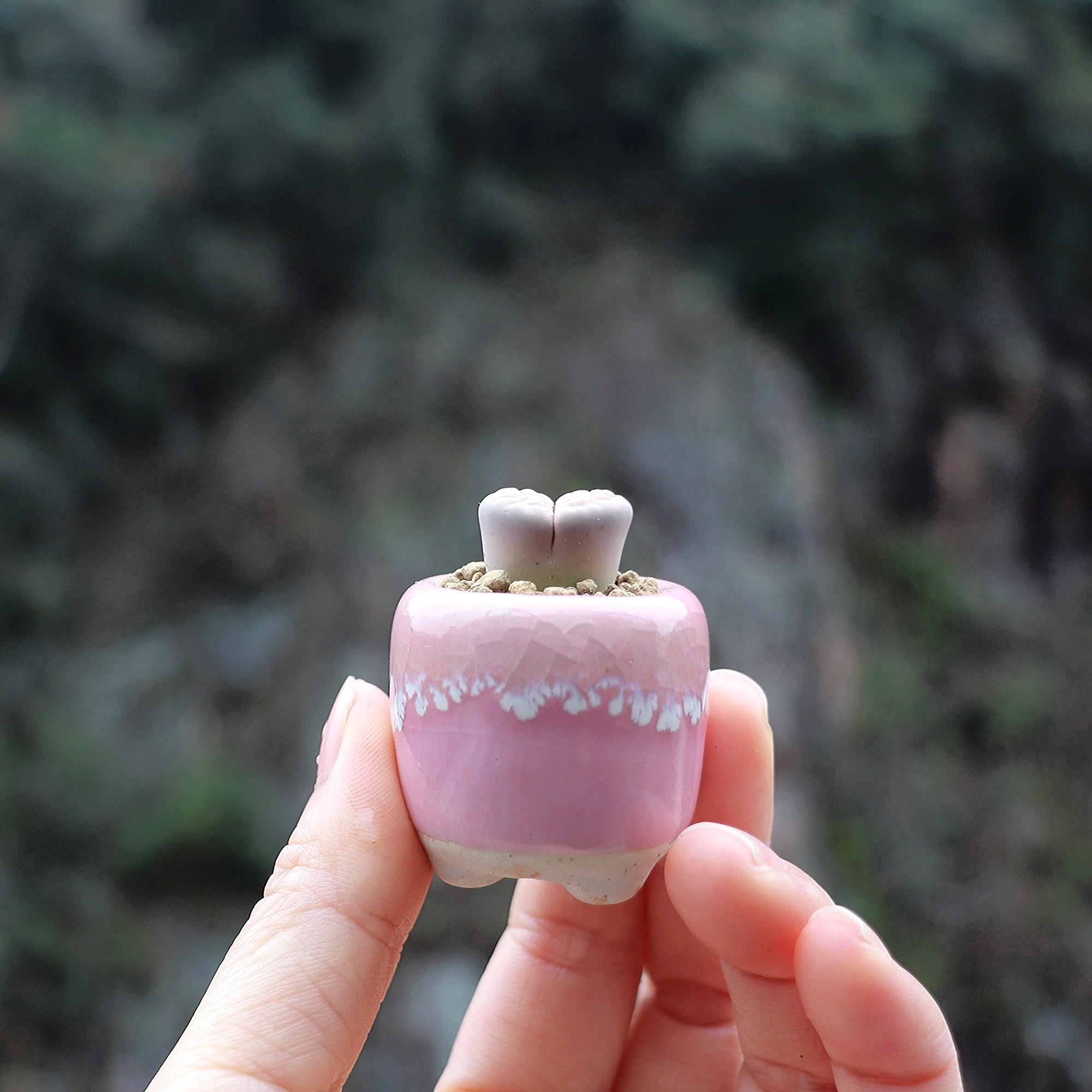 10Pcs Mini Ceramics Fowerpot M - Echeveria Succulent 评论和价格
