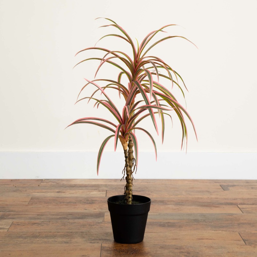 Dracaena Marginata Artificial  - Dracaena Marginata 评论和价格