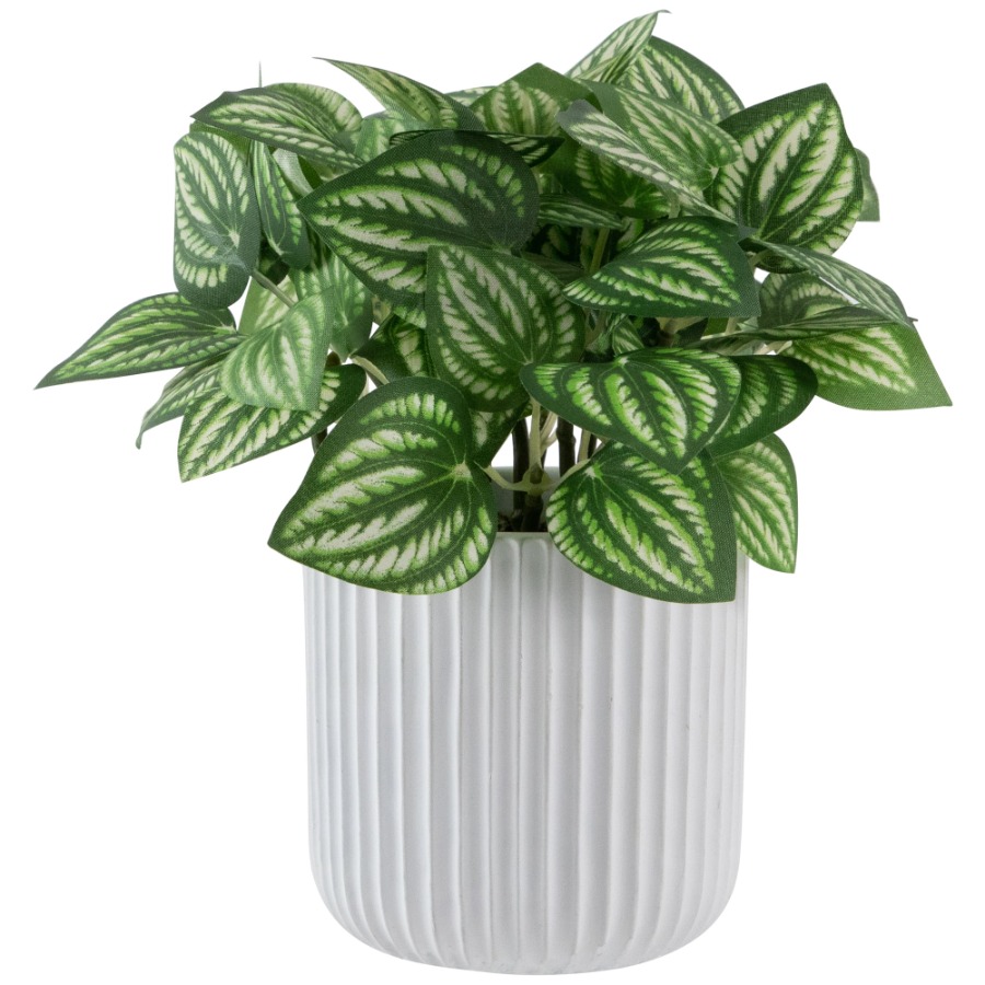 Artificial Watermelon Peperomi - Peperomia Watermelon 评论和价格