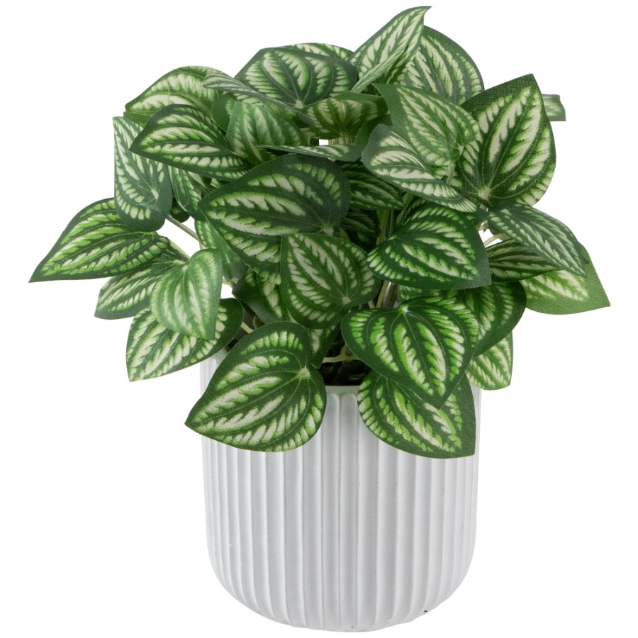 Artificial Watermelon Peperomi - Peperomia Watermelon 评论和价格