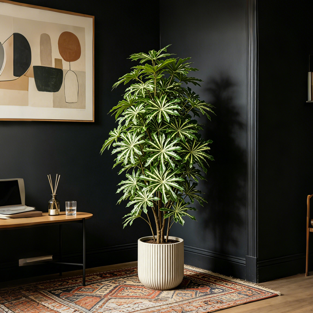 80-96cm Large Artificial Cassa - Ficus Lyrata Tree 评论和价格