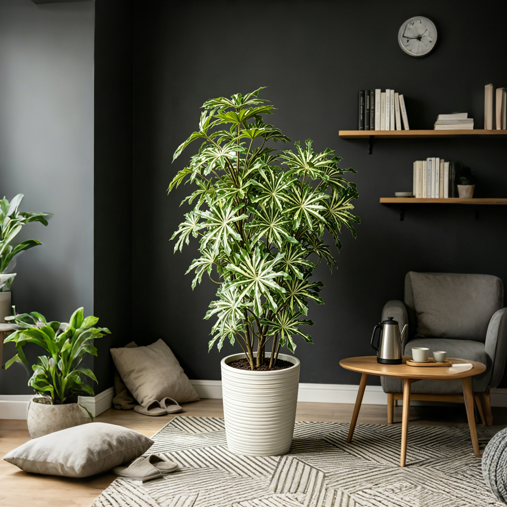 80-96cm Large Artificial Cassa - Ficus Lyrata Tree 评论和价格