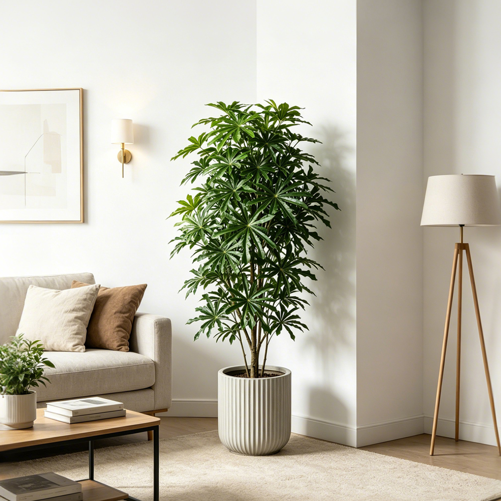 80-96cm Large Artificial Cassa - Ficus Lyrata Tree 评论和价格