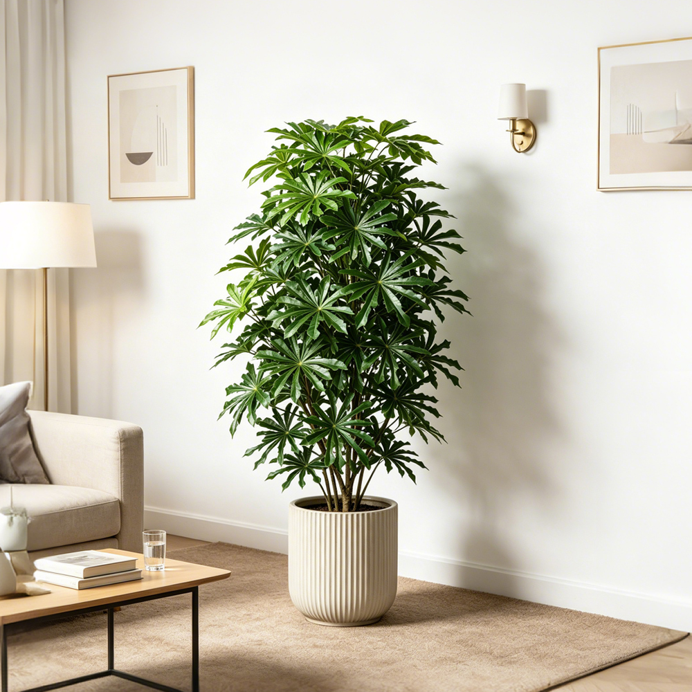 80-96cm Large Artificial Cassa - Ficus Lyrata Tree 评论和价格