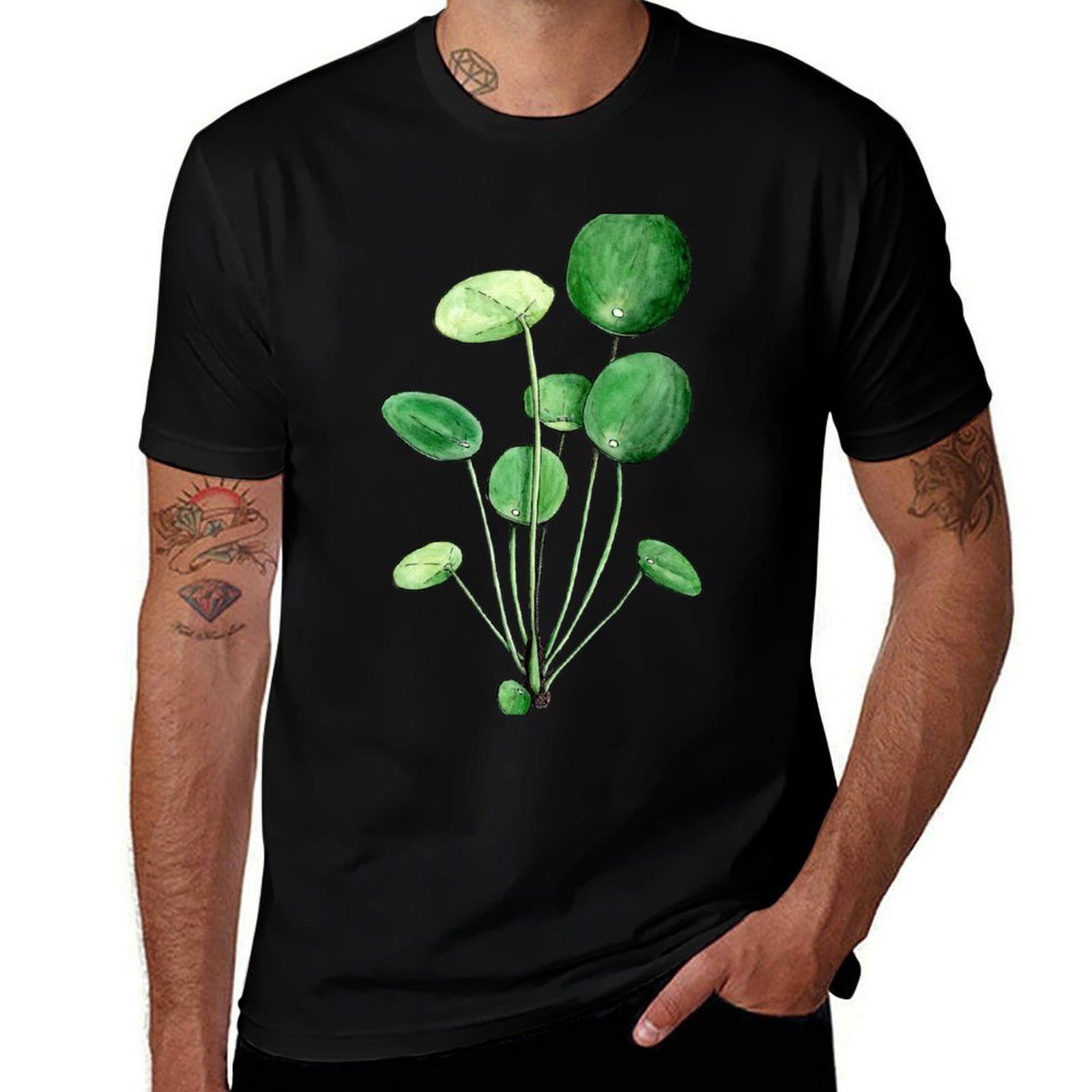 Pilea Peperomioides - Watercol - Pilea Peperomioides 评论和价格